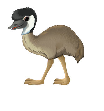 cartoon animal emu walking illustration for children