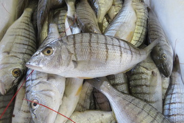 Exotic sea fish from Adriatic sea