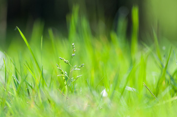 Fresh green grass