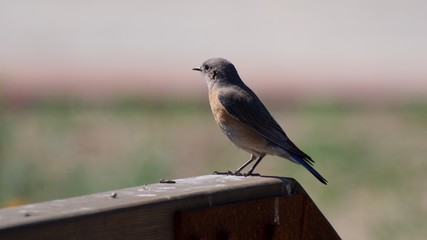 Flycatcher stands alone