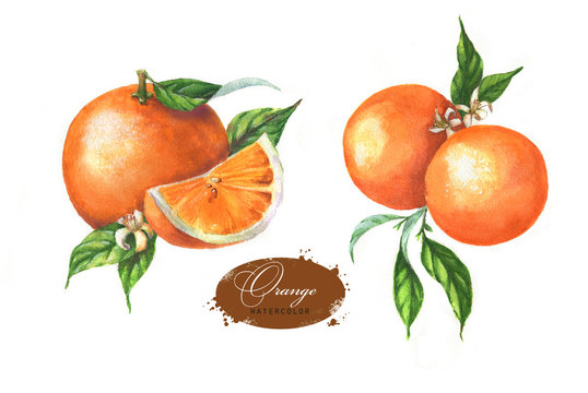 Hand drawn watercolor illustration set of oranges: leaves, blossom and slice on the white background