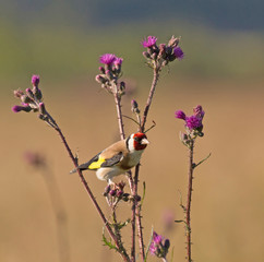 European goldfinch or goldfinch (Carduelis carduelis).