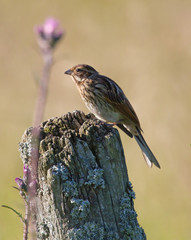 Common reed bunting (Emberiza schoeniclus).