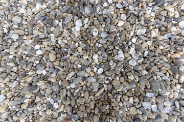 Muscheln und Kieselsteine am Flussufer als Hintergrund