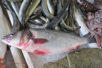 Exotic sea fish from Adriatic sea