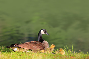 Canadian Goose and Goslings by the pond