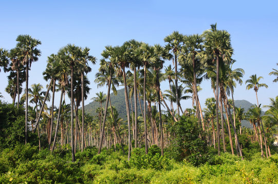 Palm Trees In Coastal State Of Andhra Pradesh In India