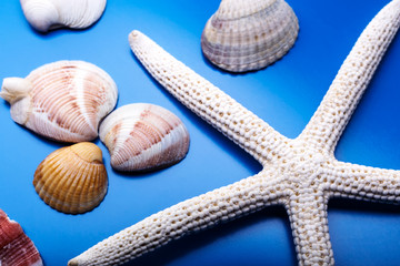 Seashells on a blue background. Sea. Recreation