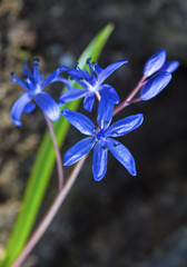 Beautiful blue squill closeup