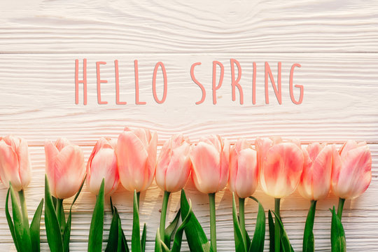 hello spring text sign, beautiful pink tulips on white rustic wooden background flat lay. flowers in soft morning sunlight with space for text. greeting card concept