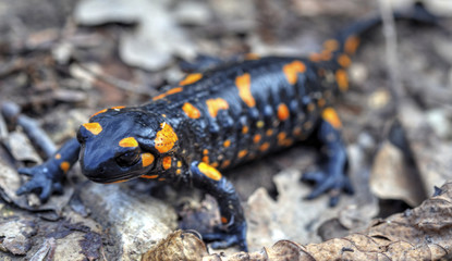 Fire salamander on the ground in forest closeup