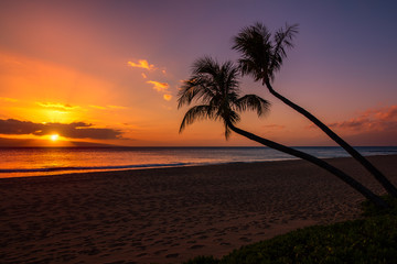 sunset with two palm trees