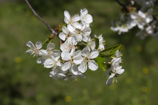 Cherry Tree Blossoms, White Flowers, Spring.