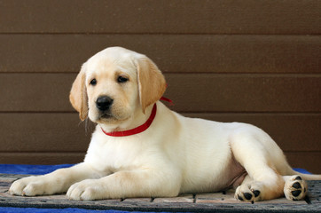 the little labrador puppy on a brown background