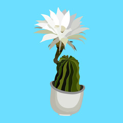 Blooming cactus on a blue background.