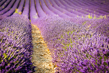 Lavander field