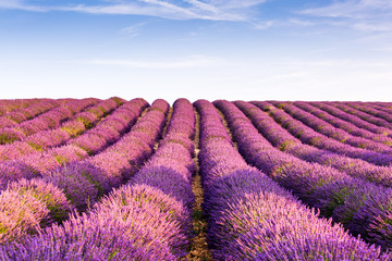 Lavander field