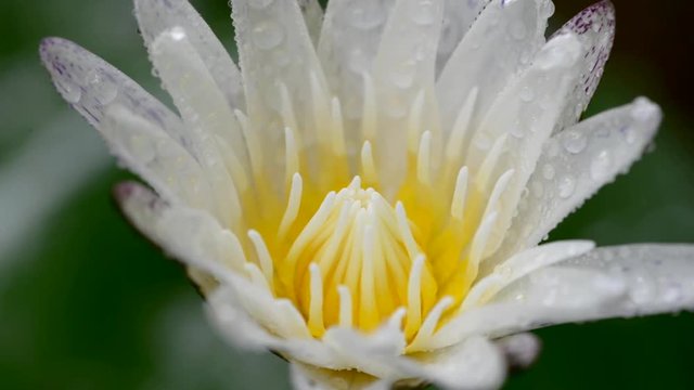 Lotus in nature