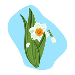 Beautiful daffodils green nature plant vector illustration.