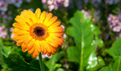 Gerbera flower