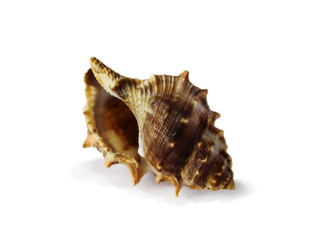 Beautiful sea shell isolated on white background