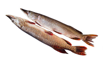 Two raw pike isolated on white background. River freshwater fish.  Uncooked raw fish. Caught fish