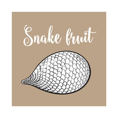 Whole unpeeled, uncut tropical salak, snake fruit in horizontal position, sketch style vector illustration isolated on brown background. Realistic hand drawing of whole snake fruit, salak