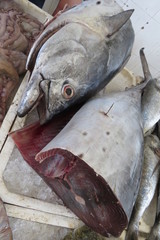 Tuna (Thunfisch, tunny)