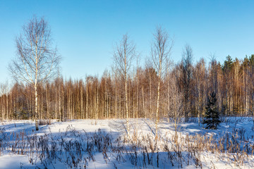 landscape with birches