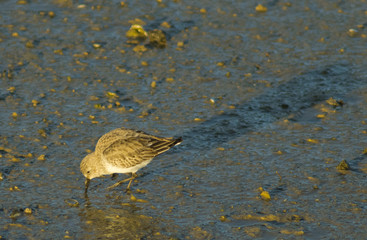 Grey Plover - Pluvialis squatarola