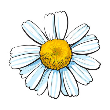 Open chamomile blossom, top view, sketch style vector illustration isolated on white background. Realistic top view hand drawing of wild chamomile, field flower