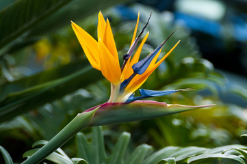 Obraz premium Flower 