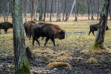 Group of european bisons / buffaloes walking in wildlife reserve