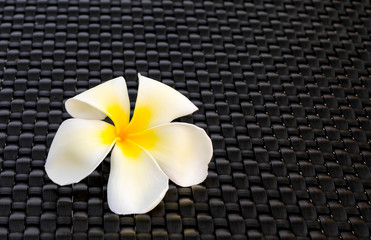 beauty flower on black background