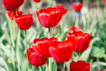 Obraz premium Piękne szkarłatne czerwone tulipany kwietnik zbliżenie. Kwiat w tle