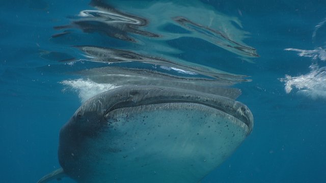 Two Whale Sharks (Rhincodon Typus), Isla Mujeres, Mexico, Sep 2016