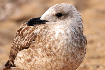 Seagull