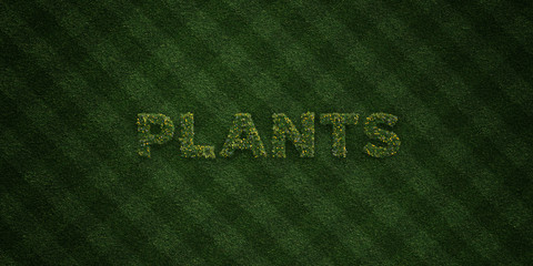 PLANTS - fresh Grass letters with flowers and dandelions - 3D rendered royalty free stock image. Can be used for online banner ads and direct mailers..