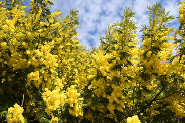 Fototapeta premium 8 marzo