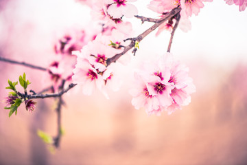 Spring blossom orchard. Abstract blurred background.