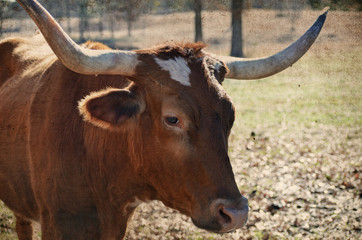 Longhorn cow on the farm, cute as can be.