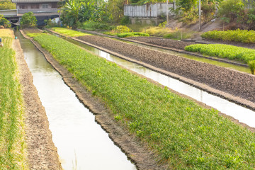 Fototapeta premium Small rice field for family eating. Not for trading.