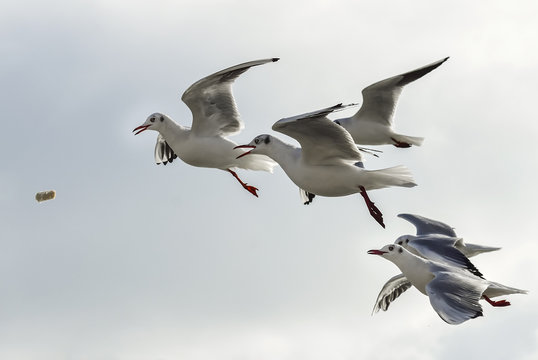 Flock of seagulls trying to catch food in flight