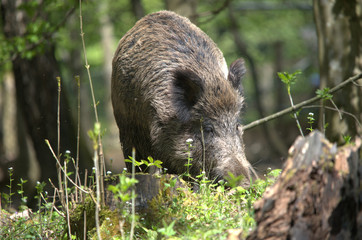 Wildschwein bei der Futtersuche