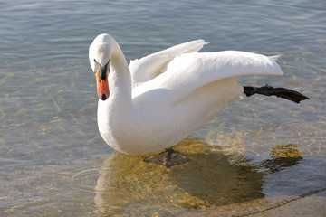 real white swan