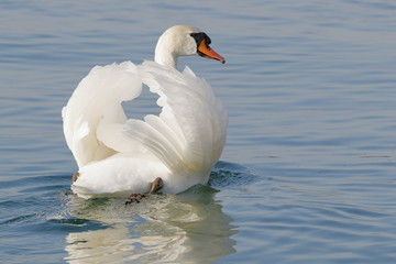 real white swan