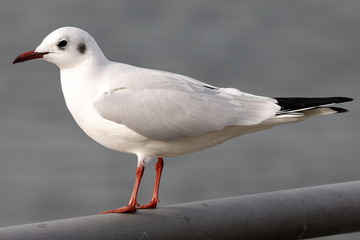 seagull
