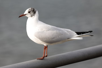 seagull