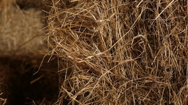 Arranged stacks of baled hay in curing process 4K 2160p 30fps UltraHD tilting footage - Winter animal food rectangular bales in the barn slow tilt 3840X2160 UHD video
