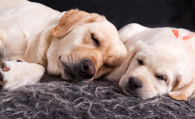 Labrador puppy and his mother sleeping together